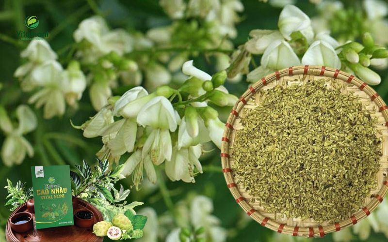 Cao hòe hoa được biết đến với công dụng hỗ trợ điều trị tiểu đường