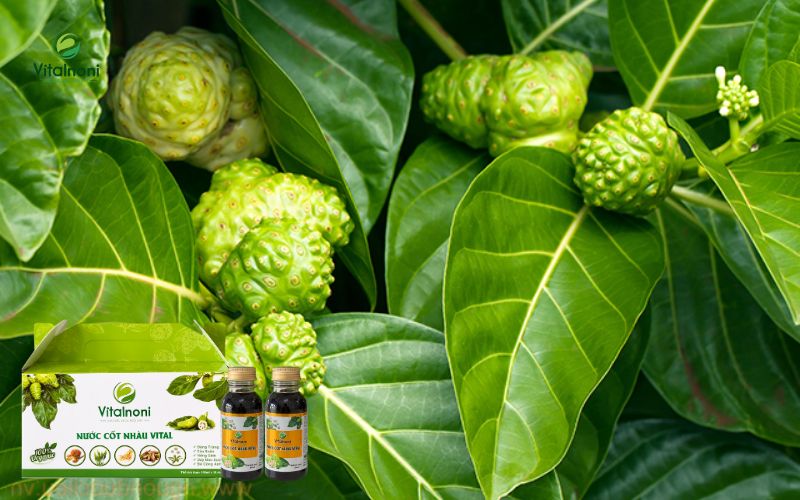 8+ tác dụng của lá nhàu với sức khỏe theo y học cổ truyền