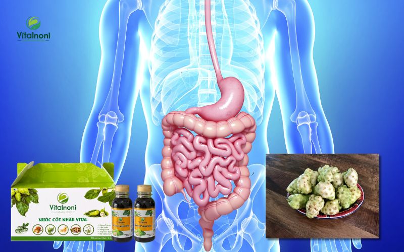 Sử dụng trái nhàu chín thường xuyên giúp cải thiện chức năng hệ tiêu hóa