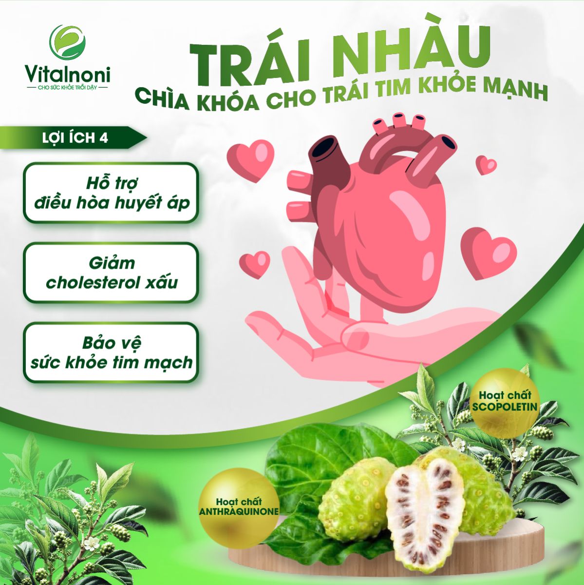 Công dụng của trái nhàu đối với sức khỏe tim mạch