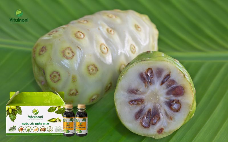 Cơ chế tác động và các hoạt chất quan trọng trong trái nhàu